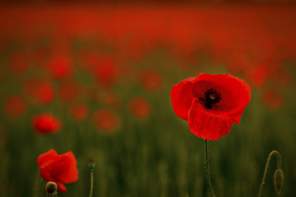 Platz 11 Franz Mueller